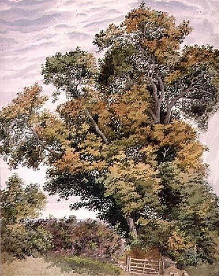 Thomas frederick collier Study of an Oak Tree China oil painting art